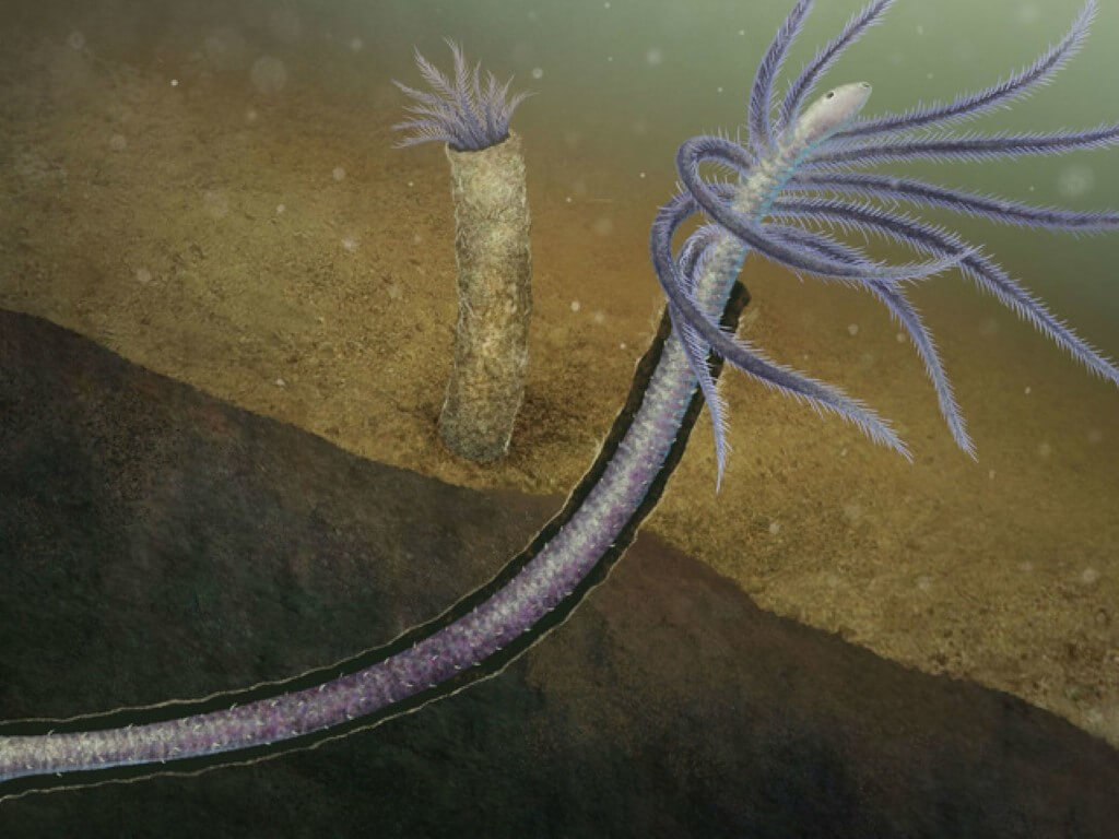 Загадочное животное древности. Возможно, частично закапываясь в дно, Facivermis yunnanicus защищалось от хищников. Фото.