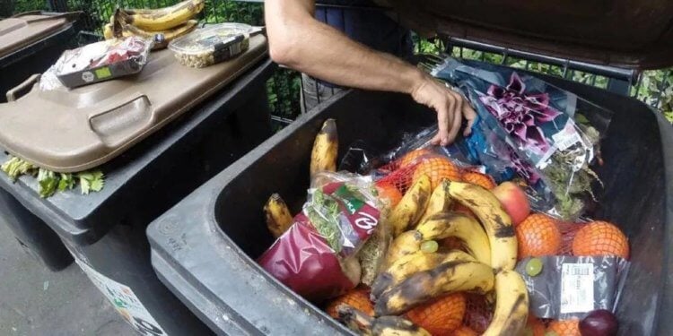 Человечество неправильно использует пищевые продукты. В развивающихся странах еда составляет целых 67% от всего выбрасываемого мусора. Фото.