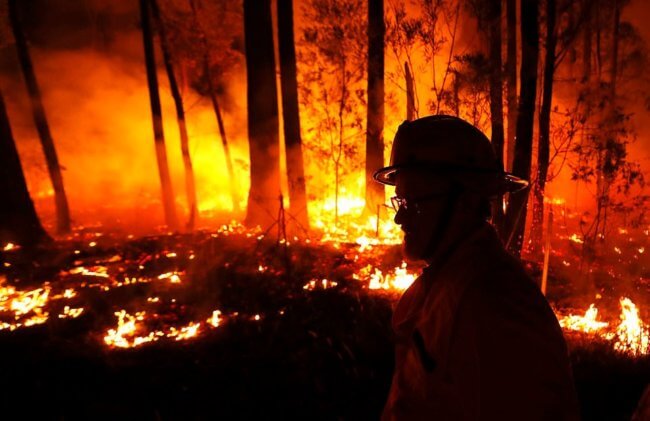 Могут ли восстановиться австралийские леса после пожаров? Фото.