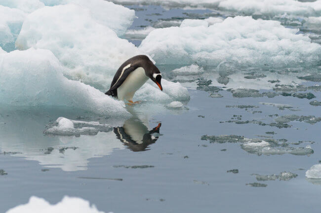 Пингвины издают звуки под водой и ученые не знают почему. Фото.