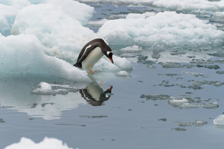 Пингвины издают звуки под водой и ученые не знают почему. Пингвин склонил голову готовясь к охоте. Фото.