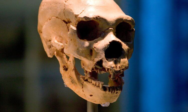Обнаружены доказательства существования неизвестного вида древних людей. Возможно, наши знания об эволюции Homo Sapiens намного меньше, чем мы привыкли считать. Фото.