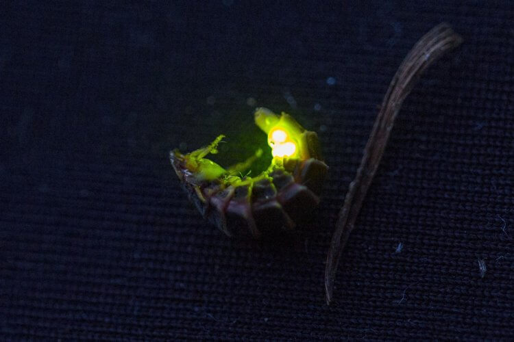 Вырубка лесов сокращает популяцию насекомых. Светляк вида Lampyris noctiluca. Фото.