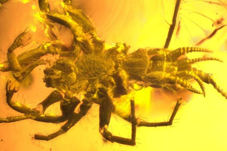 Каких еще родственников арахнид находили ученые? Древние насекомые часто обнаруживаются внутри янтаря. Фото.