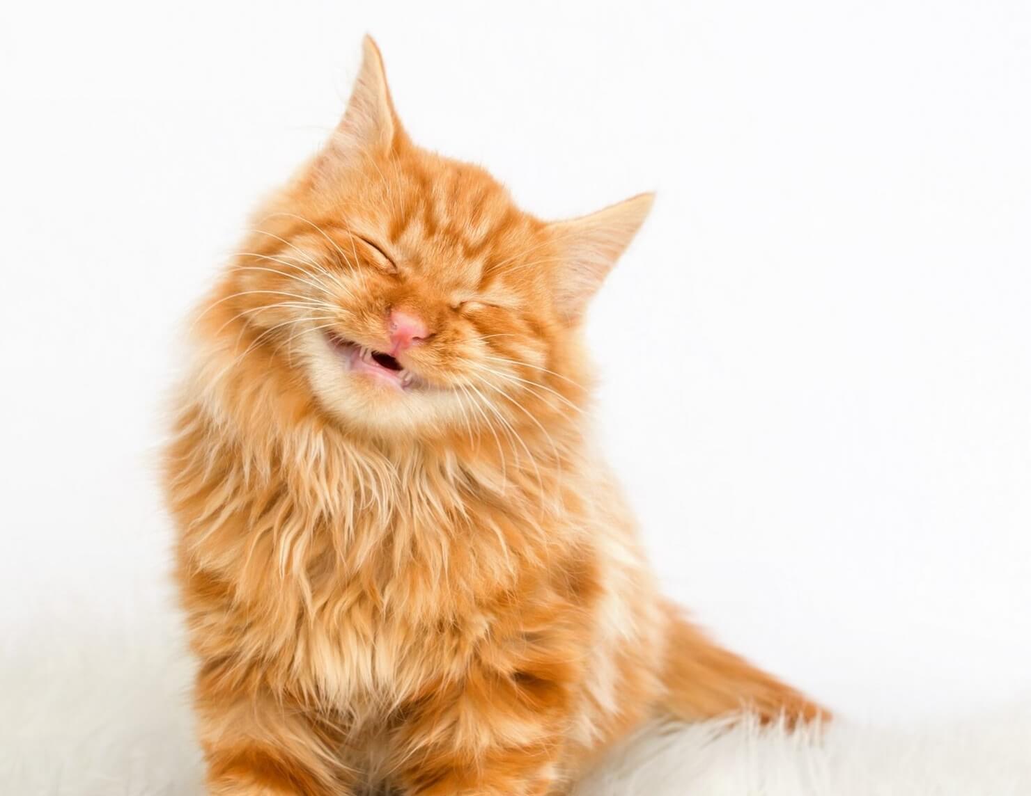 Как понять чего хочет кошка? А у этого парня наоборот, дела идут в гору. Фото.