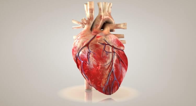 Сколько ударов в минуту совершает человеческое сердце? У каждого человека может быть своя «норма» сердечного ритма. Фото.