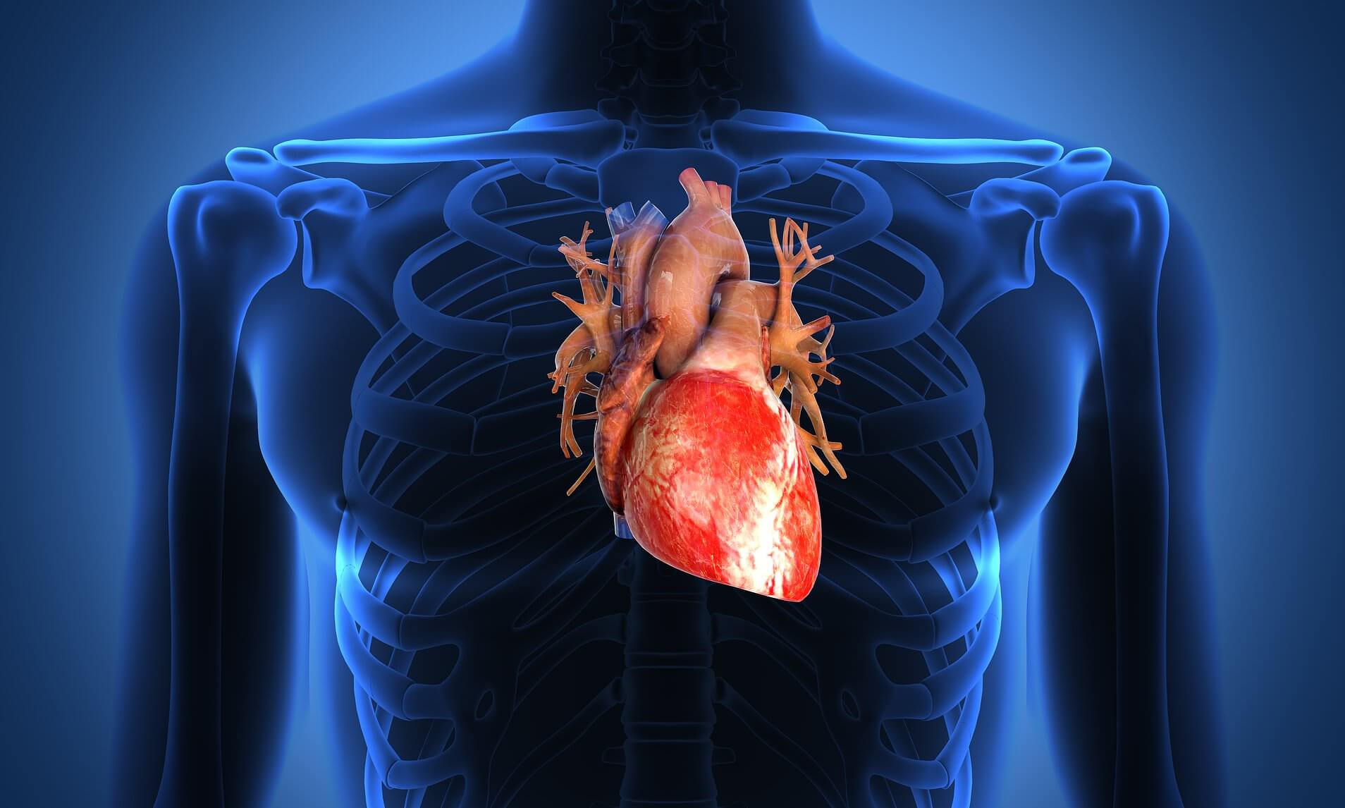 Сердце в организме человека