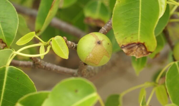 Чем самое ядовитое дерево в мире опасно для человека? Так выглядит плод манцинеллового дерева. Фото.