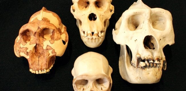 Интеллект предков человека нельзя оценивать по размеру черепа. Фото.