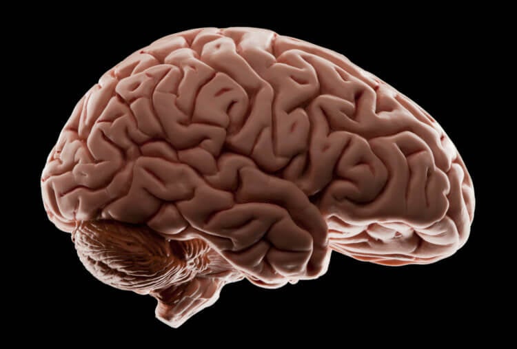 Происходит ли перед смертью выброс эндорфинов? Мозг — самый сложный и малоизученный орган тела человека. Фото.