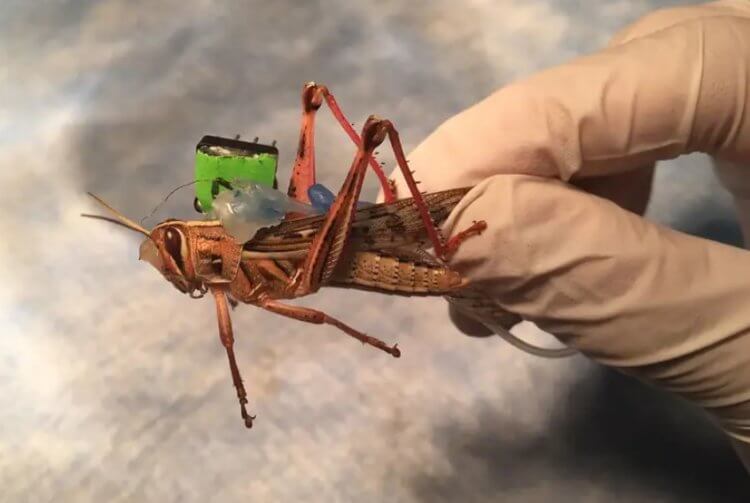 Созданы насекомые-киборги, способные искать взрывчатые вещества. Так выглядит саранча для обнаружения взрывчаток. Фото.
