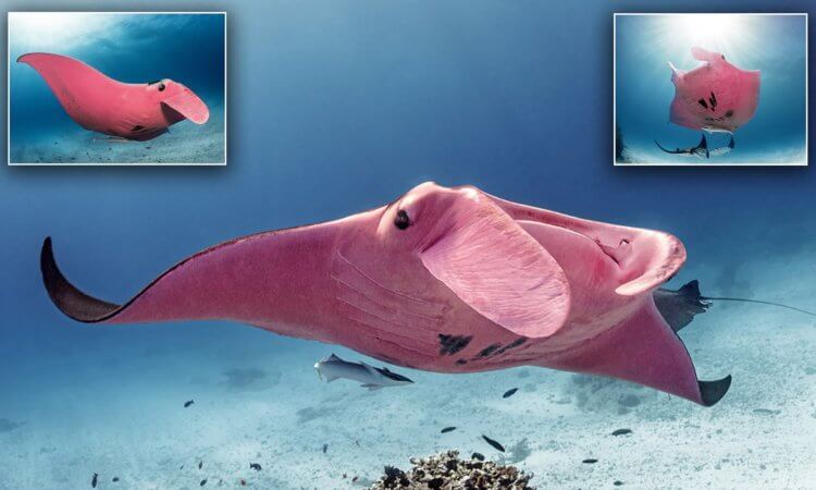 Одно из самых знаменитых животных в мире. Ученые до сих пор не могут объяснить, почему скат окрашен в розовый цвет. Фото.