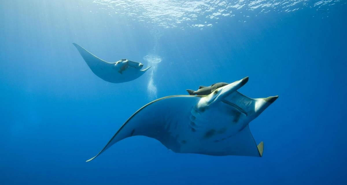 Так выглядят обычные особи скатов вида Manta birostris. Фото.