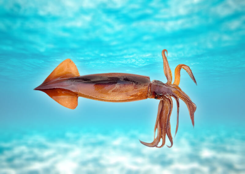 Какой может быть жизнь на Европе? Кальмары считаются одними из самых умных животных на Земле. Быть может, подобные им организмы обитают и подо льдами Европы? Фото.