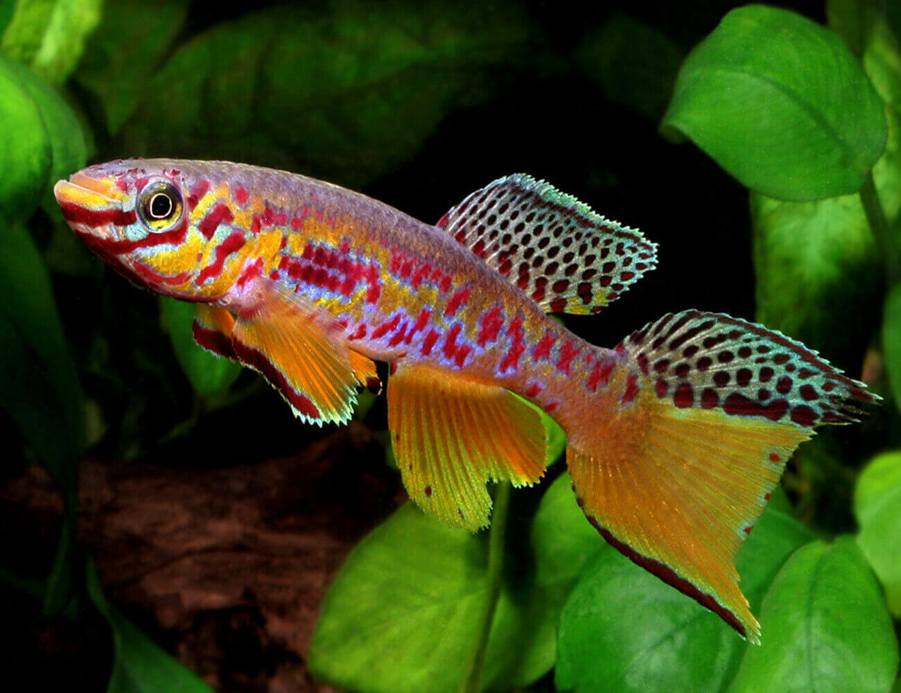 Как рыбы могут помочь в изобретении лекарства от старения? Африканская рыбка “киллифиш” знает секрет вечной молодости. Фото.