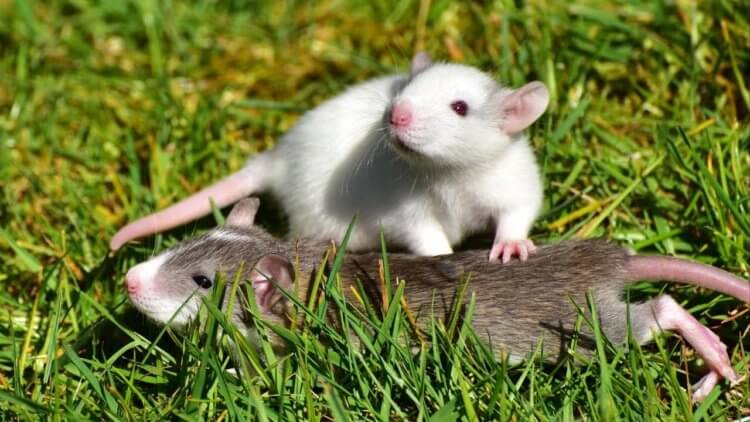 Крысиный интеллект. Высокий интеллект крыс и прекрасные аналитические способности помогали крысам выживать на протяжении тысячелетий. Фото.