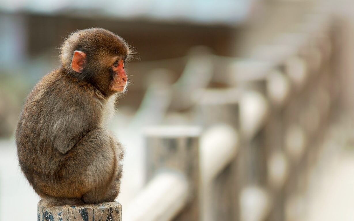 Устройство, способное вывести человека из комы. Глубокое мозговое стимулирование показало хорошие результаты при возвращении обезьян из комы. Фото.