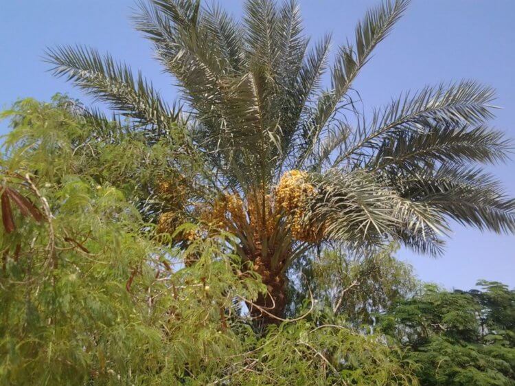 Давно потерянные фруктовые деревья были выращены из 2000-летних семян. Примерно так выглядят современные финиковые пальмы. Фото.