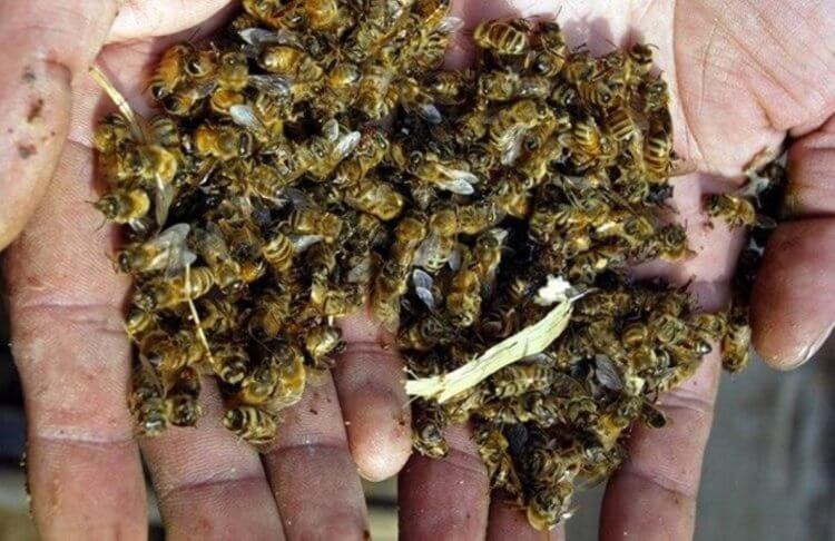 Для чего нужны насекомые? Только за прошедший год в России погибло около 30 % пчел из-за появления новых пестицидов. Фото.