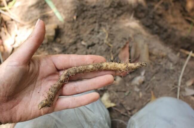 Чем питались наши предки? Обнаружены остатки пищи возрастом 65 тысяч лет. Фото.