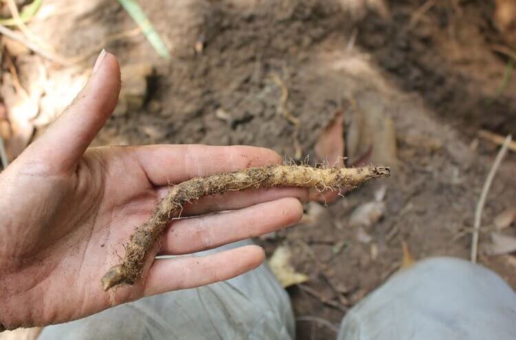 Чем питались наши предки? Обнаружены остатки пищи возрастом 65 тысяч лет. Первые аборигены готовили корни и стебли. Фото.