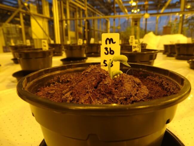 Человеческая моча может стать удобрением для марсианских растений. Фото.