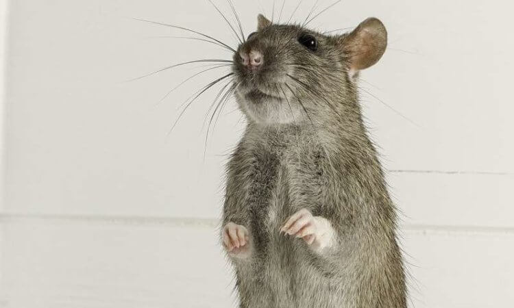 Ученые выяснили, что крысы способны к взаимовыручке. Геном крысы сопоставим своими размерами с геномом человека. Фото.