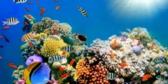 Коралловые рифы могут полностью исчезнуть в 2100 году. Фото.