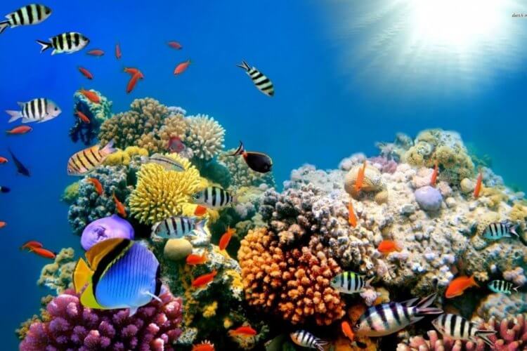 Коралловые рифы могут полностью исчезнуть в 2100 году. Коралловые рифы являются домом для многих живых существ. Фото.