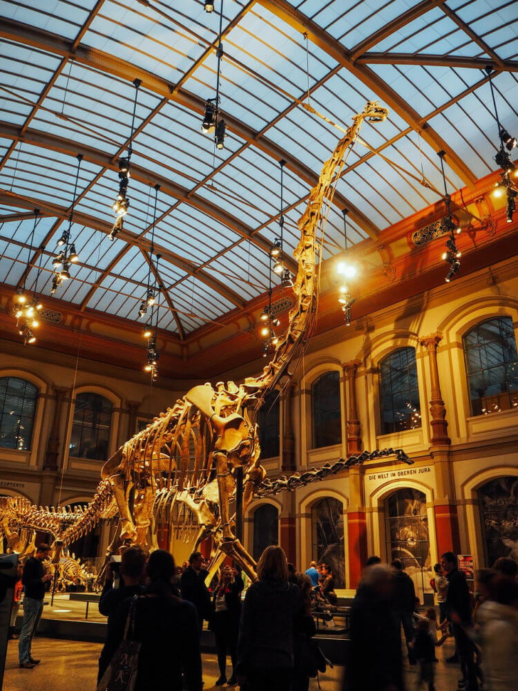 Когда и как люди узнали о существовании динозавров? Скелет брахиозавра в геолого-палеонтологическом музее Берлинского университета. Фото.