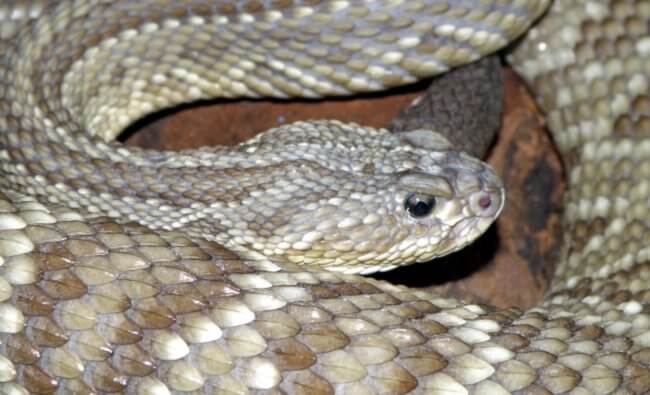 Найден способ создать эффективное обезболивающее из яда гремучих змей. Фото.
