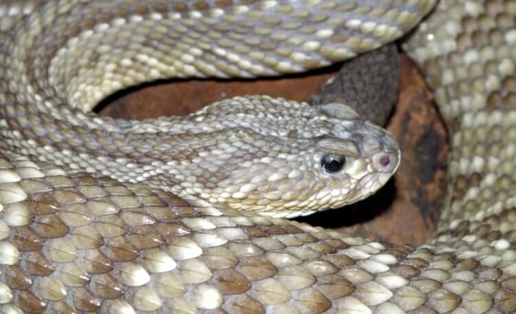 Найден способ создать эффективное обезболивающее из яда гремучих змей. Яд гремучих змей (Crotalus durissus terrificus) может стать основной для новых обезболивающих средств. Фото.