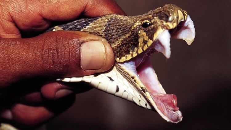 Новые лекарства от змеиного яда. На данный момент вещество кротоксин можно получить только из яда гремучих змей. Фото.