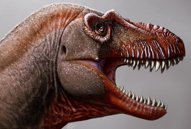 Найдены останки огромного динозавра, который мог съесть кого угодно. Динозавр Thanatotheristes degrootorum сильно отличался от других тираннозавров. Фото.