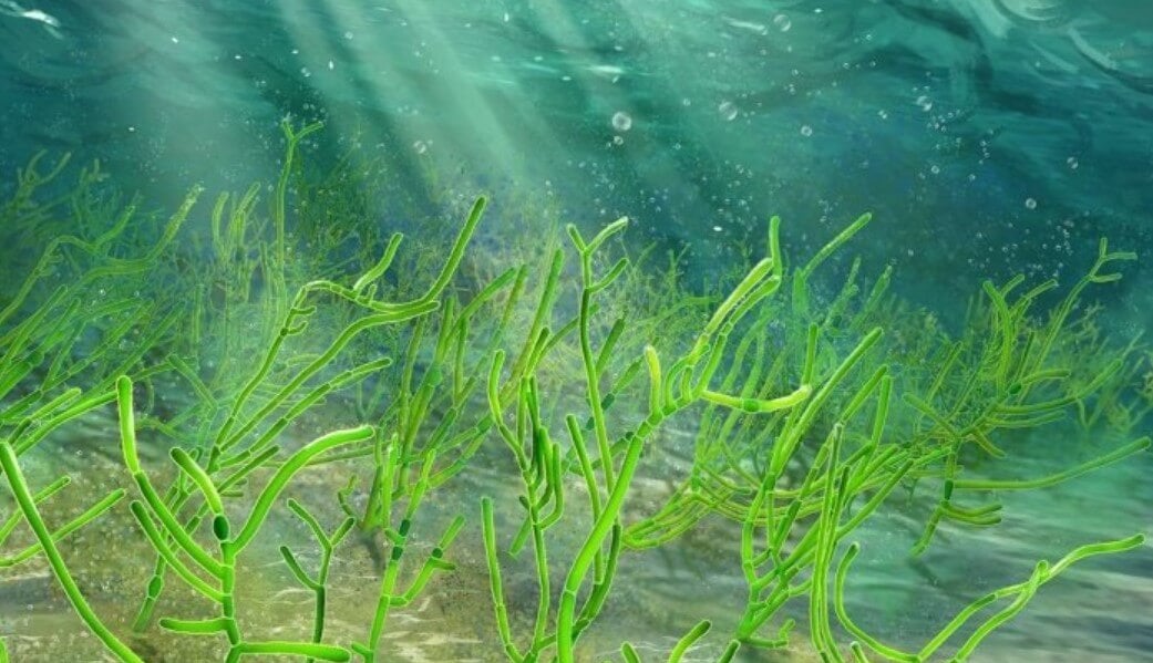 Как выживают бактерии? Примерно так выглядели зеленые водоросли Proterocladus antiquus. Фото.