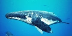 Как киты меняют старую кожу на новую? Фото.