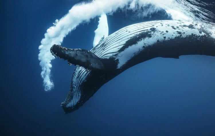 Зачем киты мигрируют в теплые края? Киты защищают себя от холода, сужая кровеносные сосуды. Фото.