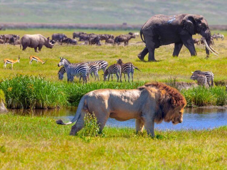 Треть животных на Земле могут исчезнуть через 50 лет, выяснили ученые. Носорог, спрингбоксы, зебры, слоны и львы в Национальном парке Серенгети, Танзания. Фото.