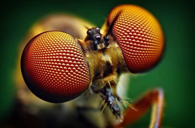 Может ли человечество выжить без насекомых? Фото.