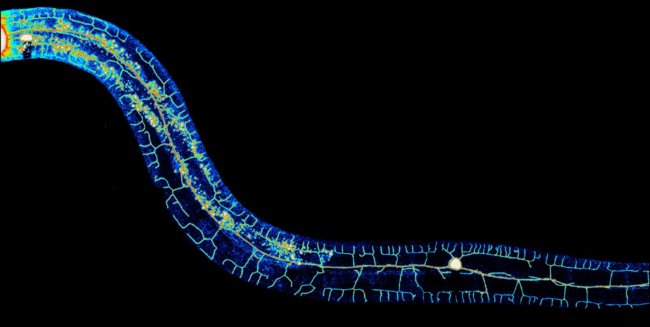 Ученым удалось увеличить продолжительность жизни червей-нематод на 500%. Фото.