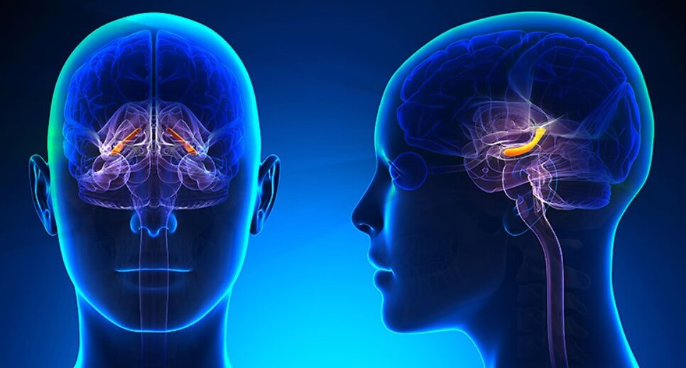 Чем опасен стресс? На изображении показано, где именно в нашей голове расположен гиппокамп. Фото.