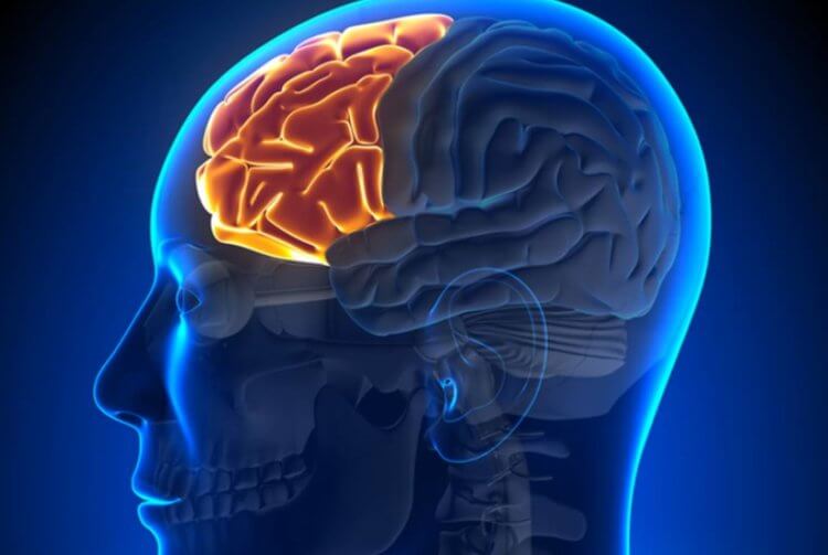 Как уменьшить уровень стресса? На изображении показана префронтальная кора человеческого мозга. Фото.