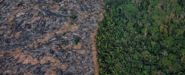 Через 50 лет леса Амазонки могут превратиться в пустыню. Фото.