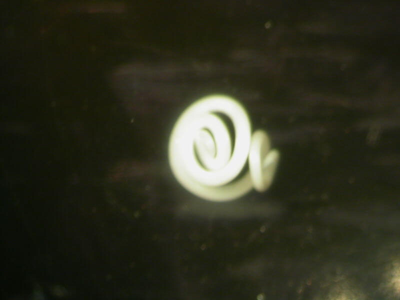 Черви Anisakis simplex внутри рыбы сворачиваются в клубок. Фото.