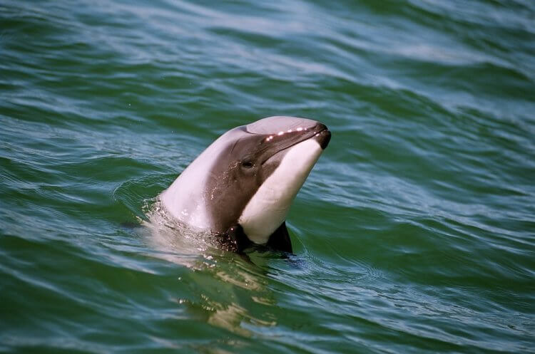 Размножение паразитов. Из-за паразитических червей дельфины Гектора могут полностью вымереть. Фото.
