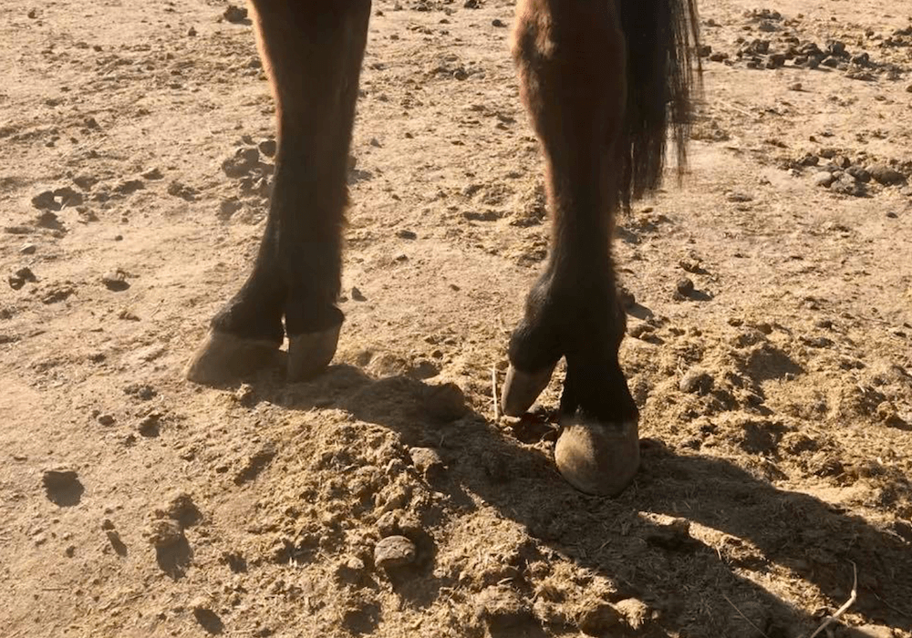 Атавизмы встречаются и у животных. Фото.