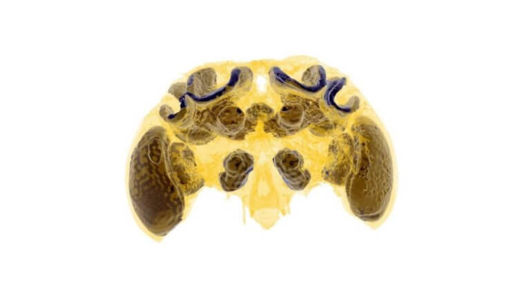 Почему вымирают пчелы? Компьютерная томография мозга шмеля показала отклонения от нормы в области, отвечающей за обучение. Фото.