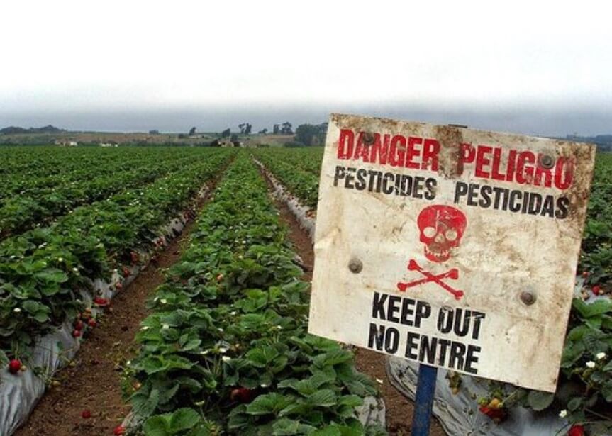 Пестициды вызывают ненормальный рост мозга у пчел. Пестициды уничтожают верных помощников человека — пчел. Фото.