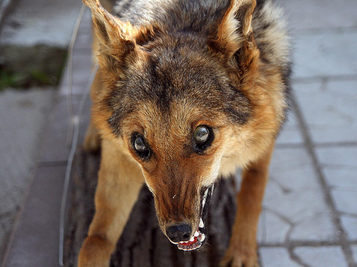 Бешенство. Бешенство — одно из самых опасных инфекционных заболеваний мира. Фото.