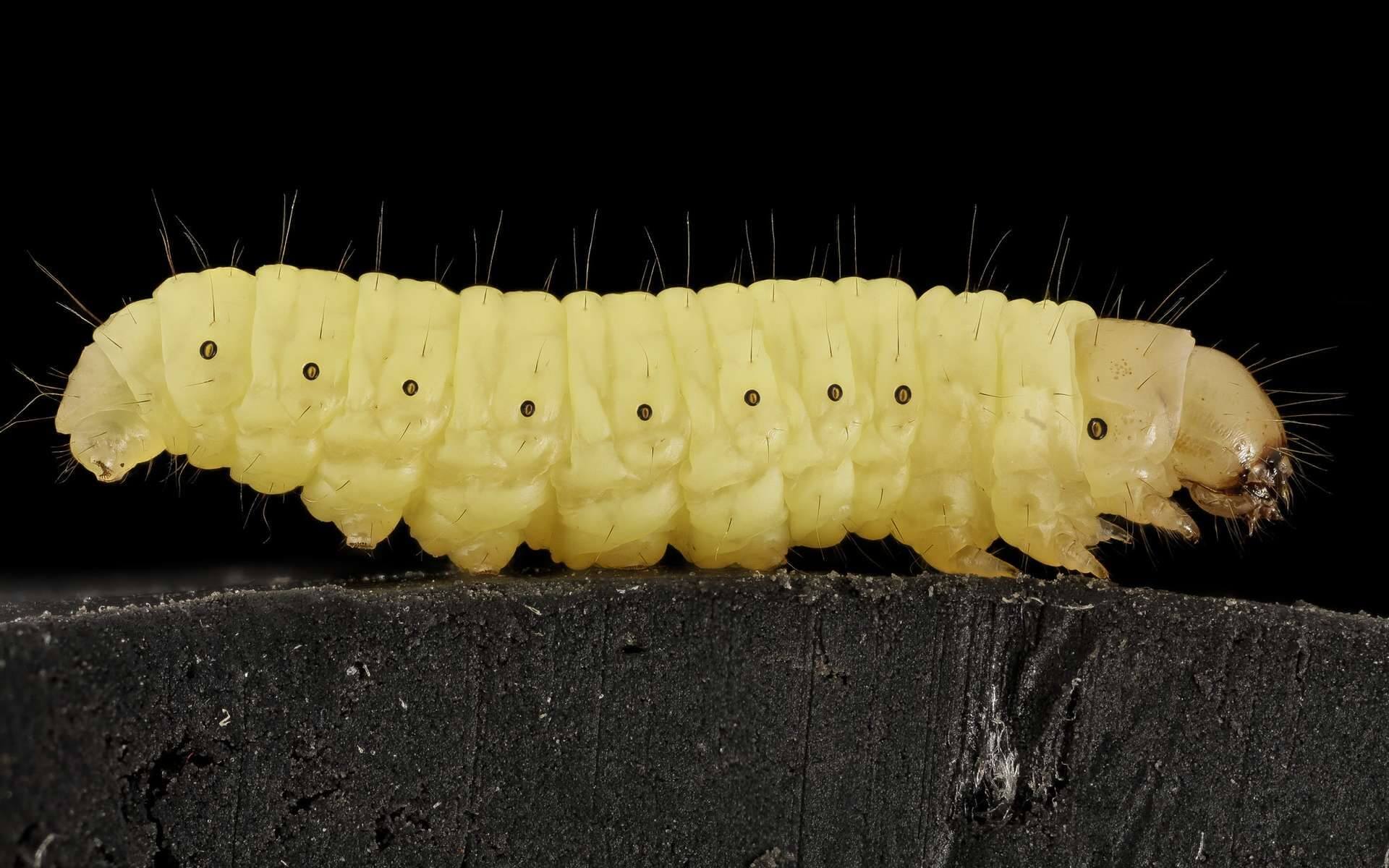 Черви способны поедать пластиковые отходы и очищать природу. Так выглядит личинка большой восковой моли. Фото.